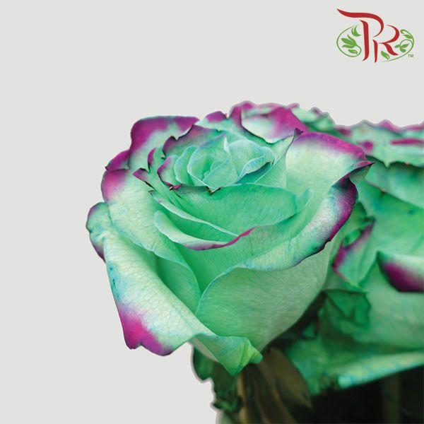 Ceres Rose - Lady Eva (10 Stems) - Pudu Ria Florist