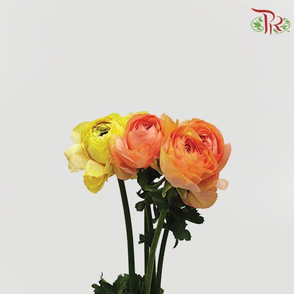 Ranunculus - Grand Pastel Peach (5 Stems) - Pudu Ria Florist