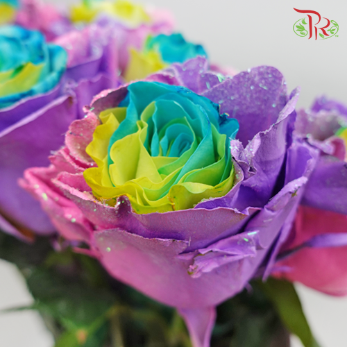 Ceres Rose - Rainbow Candy (10 Stems) - Pudu Ria Florist