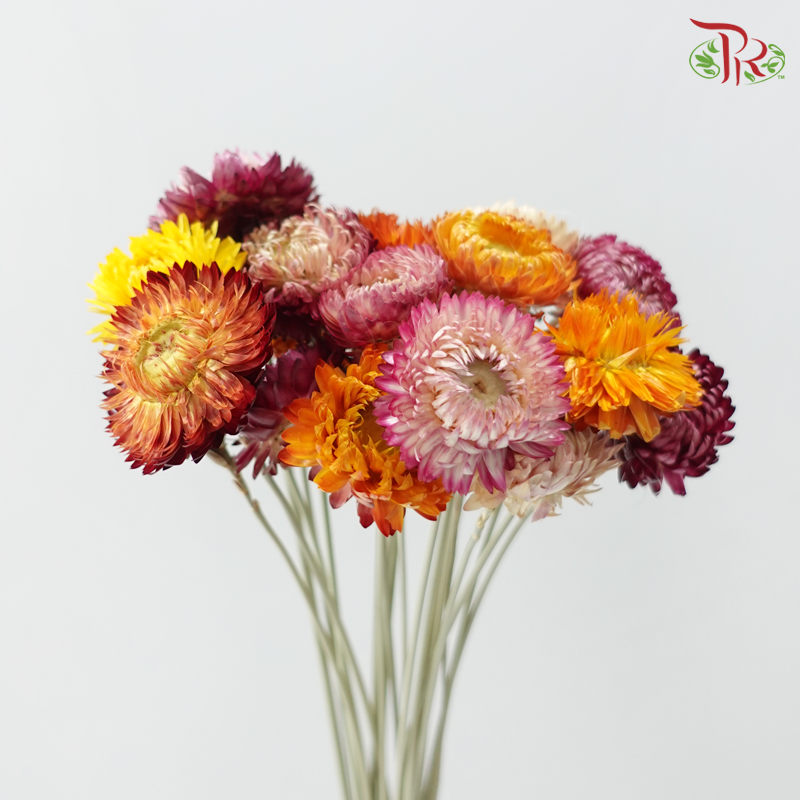 Dry Helichrysum Natural & Bleached/ Straw Chrysanthemum