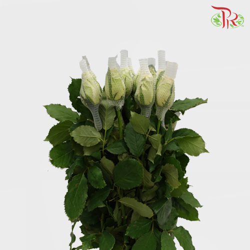 Rose Premium - Golden Mustard (19-20 Stems) - Pudu Ria Florist