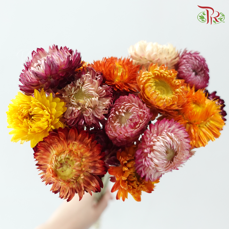 Dry Helichrysum Natural & Bleached/ Straw Chrysanthemum