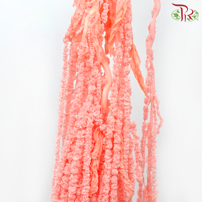 Preservative Amaranthus Hanging - Light Peach - Pudu Ria Florist