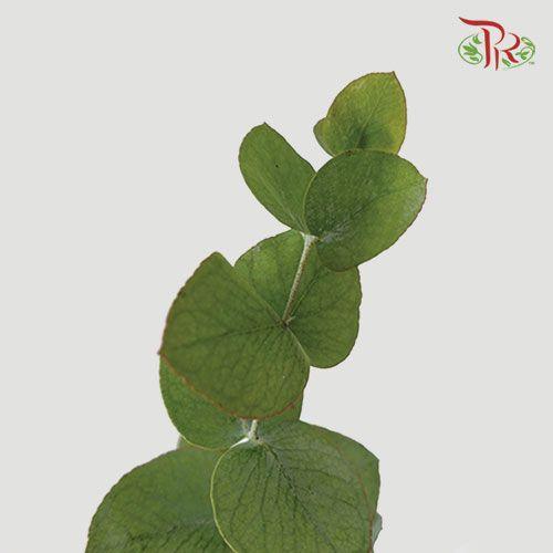 Eucalyptus Cineria - (Per Bunch) - Pudu Ria Florist
