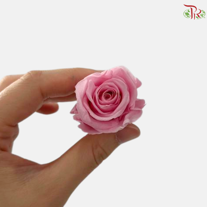 21 Blooms Preserved Rose