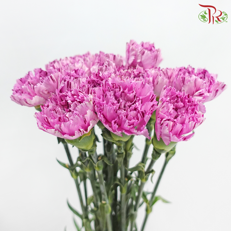 Carnation《康乃馨》