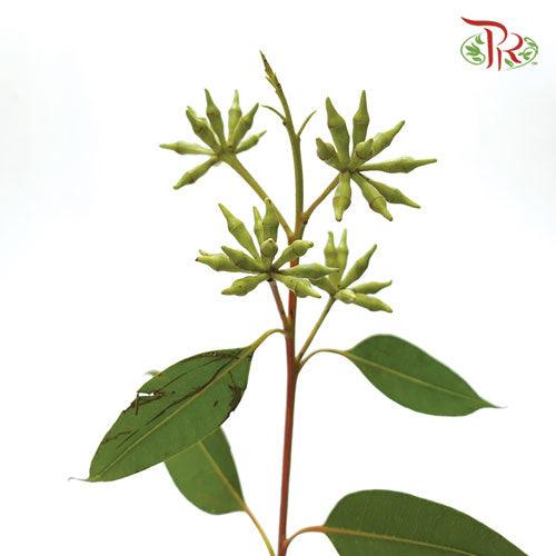Eucalyptus Robusta - (Per Bunch) - Pudu Ria Florist