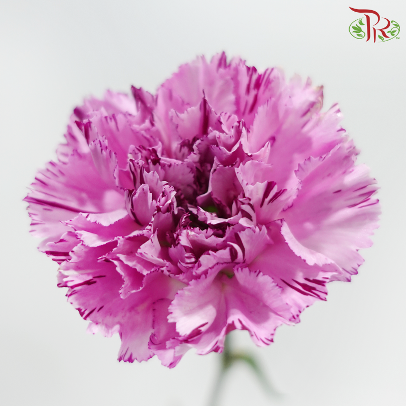 Carnation《康乃馨》