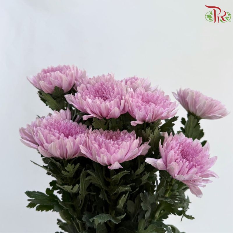 Anastasia / Net Mum Chrysanthemum