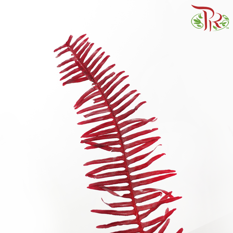 Mangqi - Red (Per Bunch)