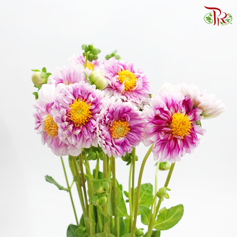 Dahlia - Hybrida (Per Bunch) - Pudu Ria Florist