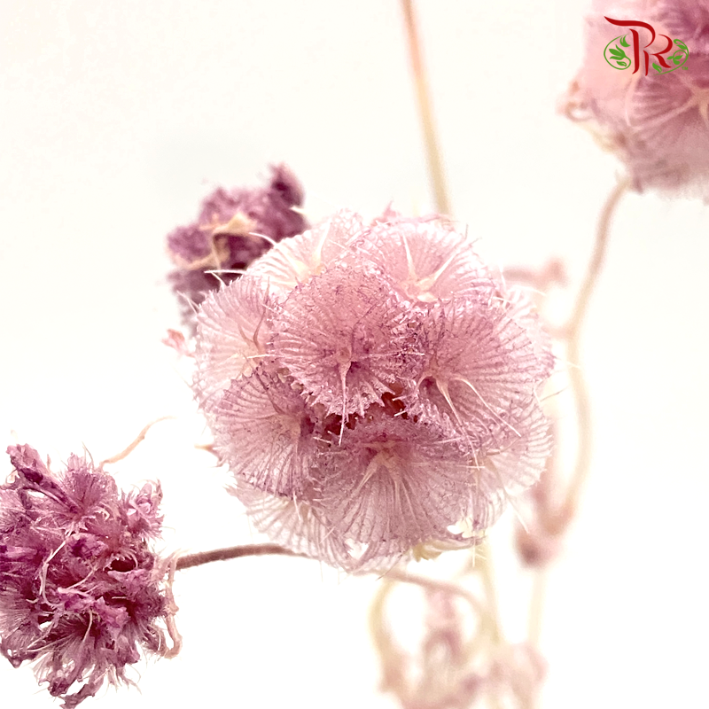 Preserved Scabiosa - Dusty Pink (Per Bunch) #9 - Pudu Ria Florist