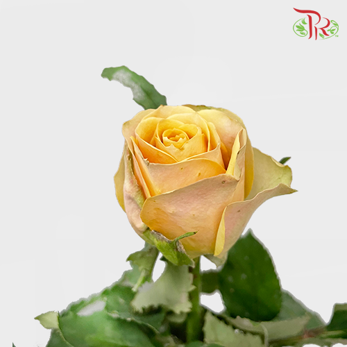 Rose - Golden Mustard (10 Stems) - Pudu Ria Florist