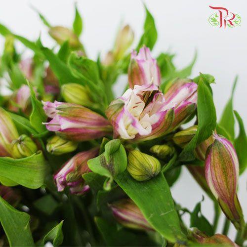 Alstroemeria - Light Pink (10 Stems) - Pudu Ria Florist