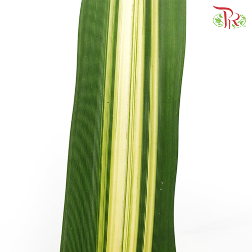 Pandan Leaf (M) - Pandanus Tone - Pudu Ria Florist