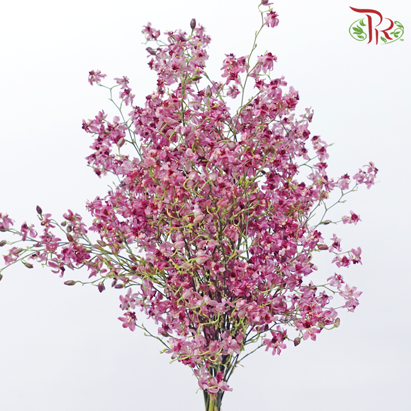 Cynbidium Vanilla - Dark Pink (Per Bunch) - Pudu Ria Florist
