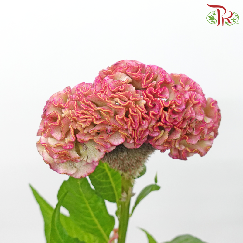 Celosia Round - Pink (5 Stems) - Pudu Ria Florist