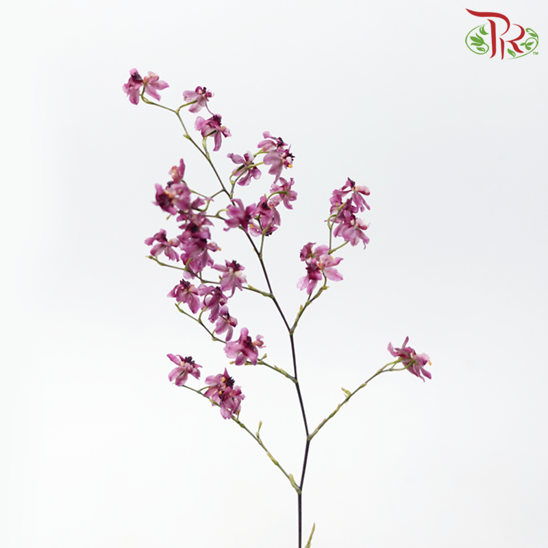 Cynbidium Vanilla - Dark Pink (Per Bunch) - Pudu Ria Florist