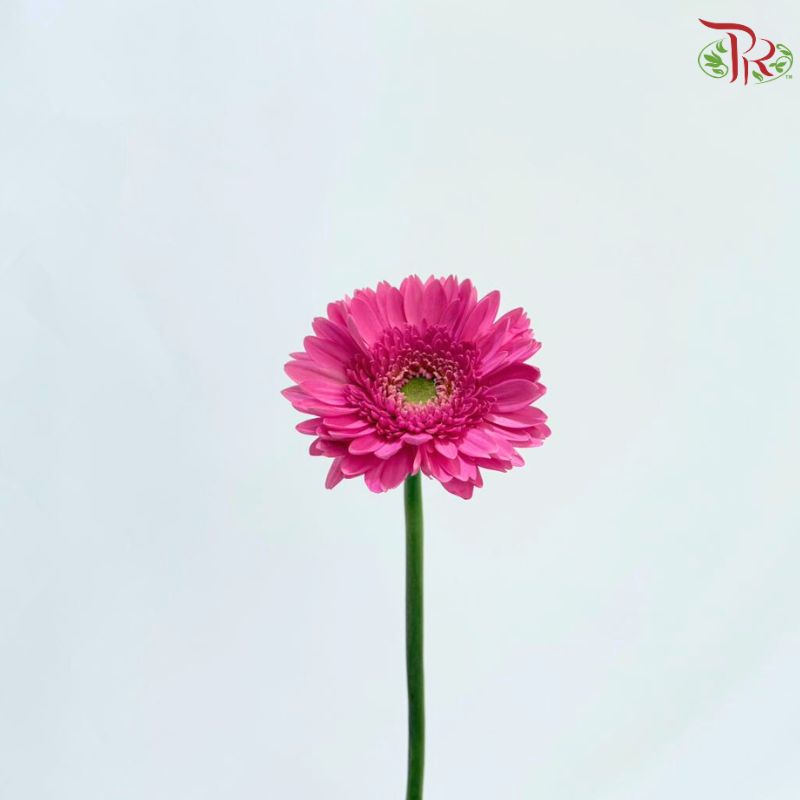 Gerbera