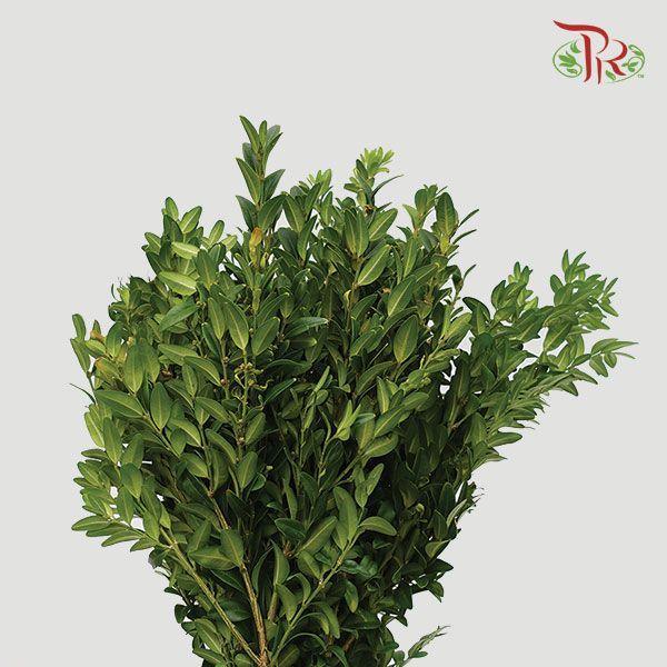 Box Wood Leaf (NL) - Pudu Ria Florist
