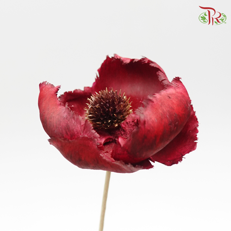 Palm Flower Preservative Red ( 3pcs ) ( 4051-3-480 ) - Pudu Ria Florist