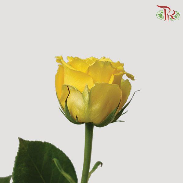 Ceres Rose Import - Bikini (10 Stems) - Pudu Ria Florist