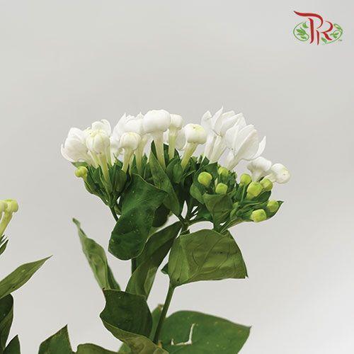 Bouvardia - White (5 Stems) - Pudu Ria Florist