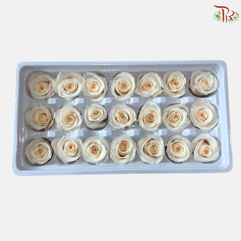 21 Blooms Preserved Rose