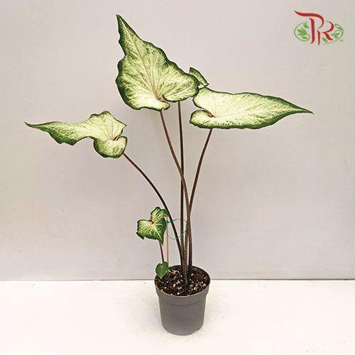 Caladium White Star - Pudu Ria Florist