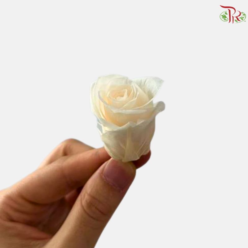 21 Blooms Preserved Rose
