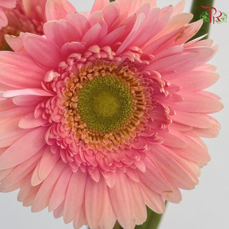 Gerbera