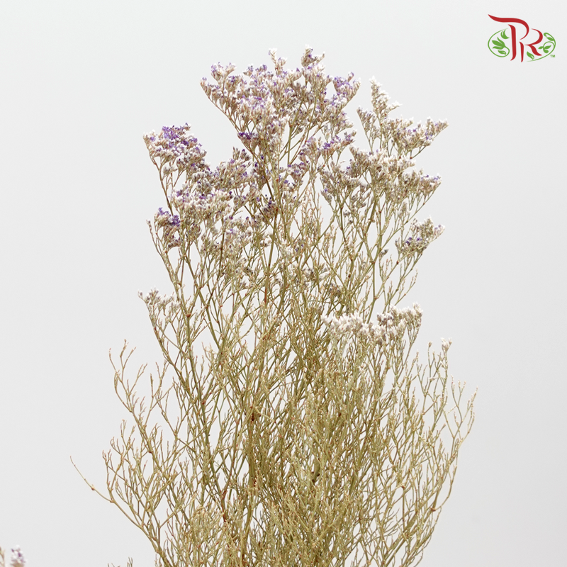 Preserved Caspia (4214-0-000) - Pudu Ria Florist