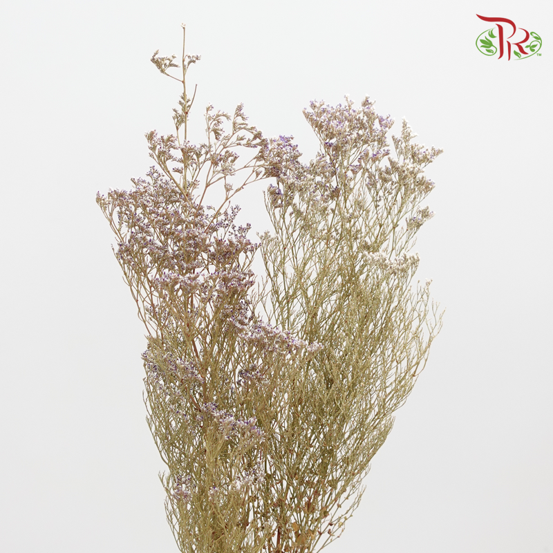 Preserved Caspia (4214-0-000) - Pudu Ria Florist