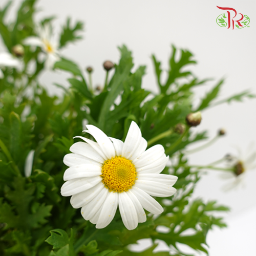 Marquerita - White (5 Stems) - Pudu Ria Florist