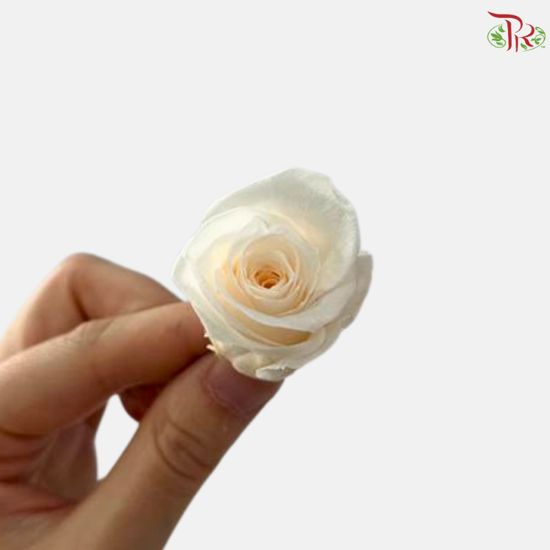 21 Blooms Preserved Rose