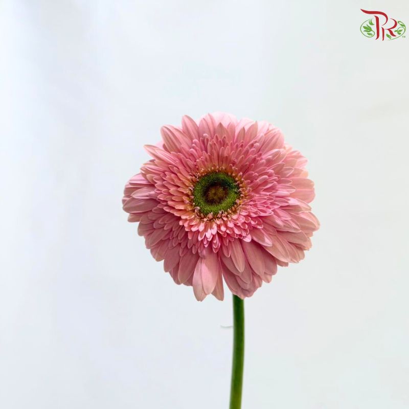 Gerbera