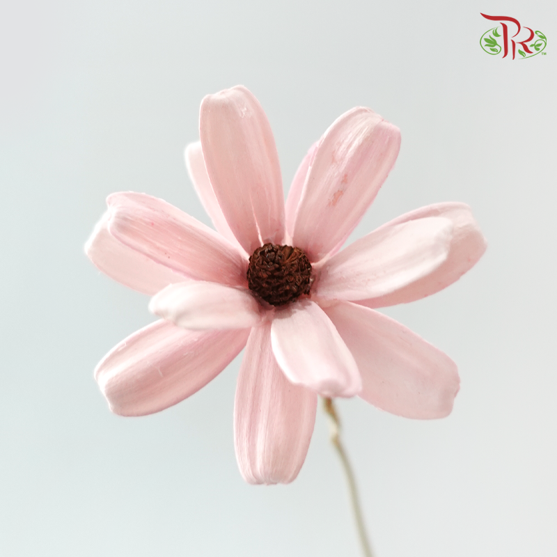 Dried Sunflower Seed Flower