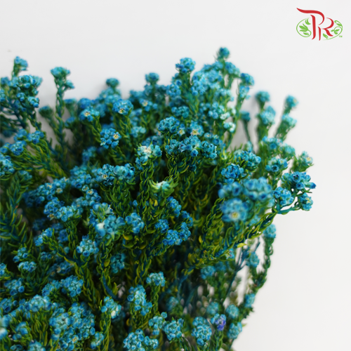 Phylica Pinea Cerise - Blue (Per Bunch) - Pudu Ria Florist