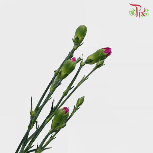 Carnation Spray - Purple (19-20 Stems) - Pudu Ria Florist