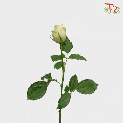 Rose Premium - Golden Mustard (19-20 Stems) - Pudu Ria Florist
