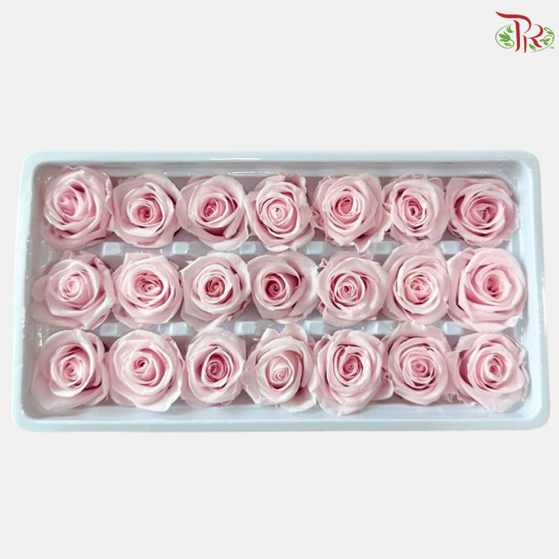 21 Blooms Preserved Rose