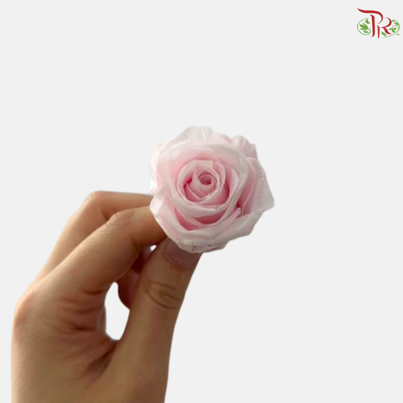 21 Blooms Preserved Rose