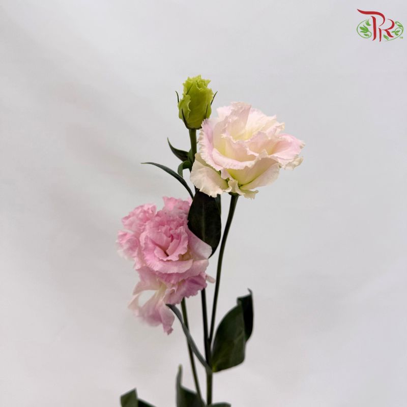 Eustoma《洋桔梗》