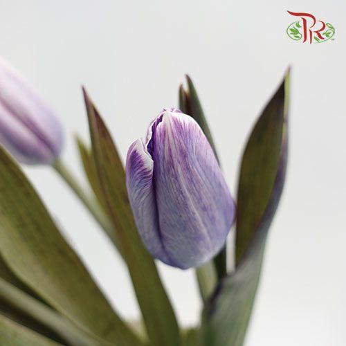 Tulip - Dyed Purple (9-10 Stems) - Pudu Ria Florist