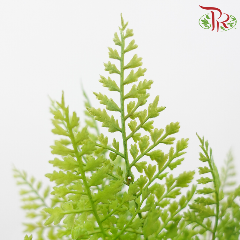 Artificial Asparagus Fern