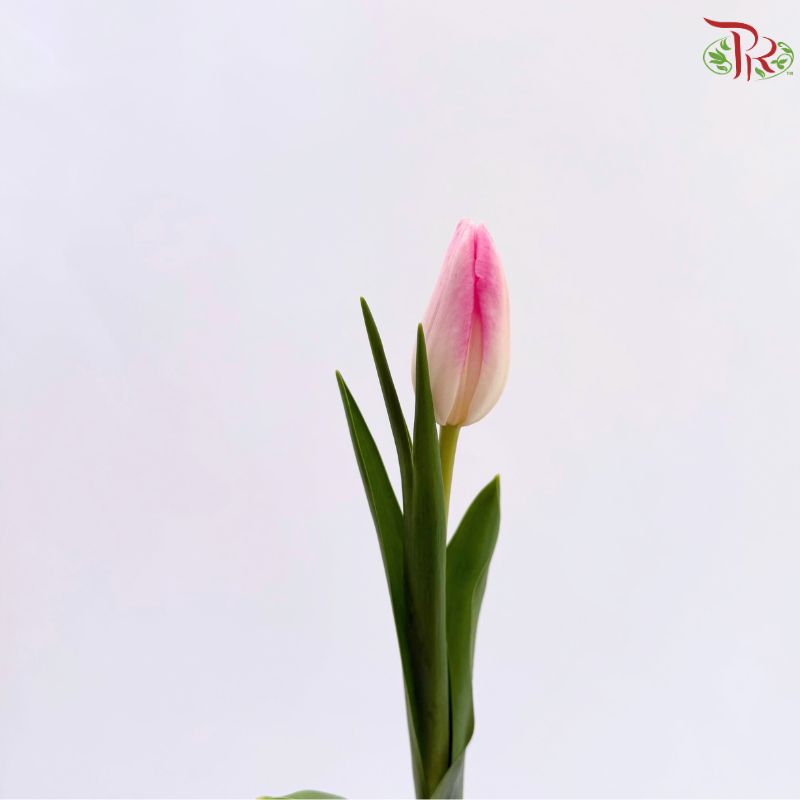 Tulip