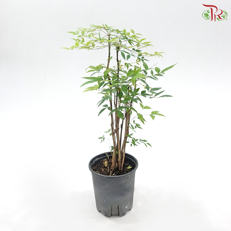 Nandina Domestica P150《南天竹》