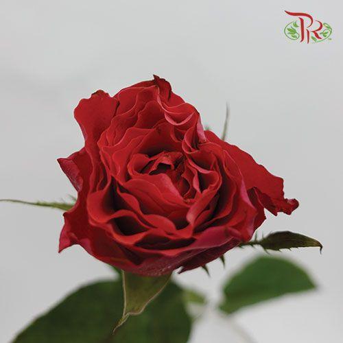 Rose - Red First Kiss (20 Stems) - Pudu Ria Florist