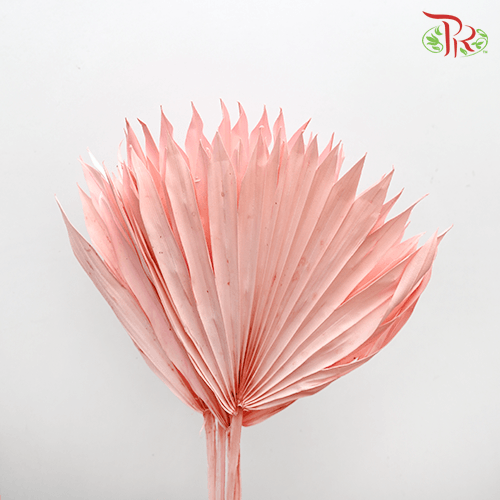 Dry Palm Pink (5 Stems) 90001019 - Pudu Ria Florist