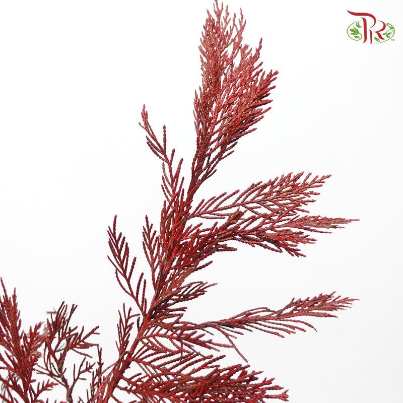 Cedar Leaf Dyed Red - (5 Stems) - Pudu Ria Florist